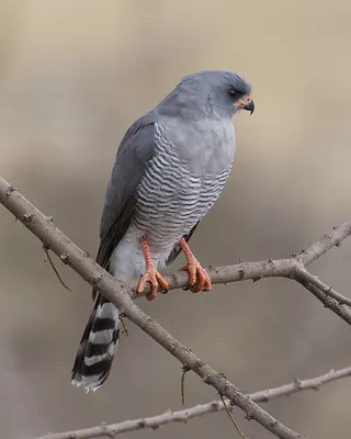 Gabar Goshawk
