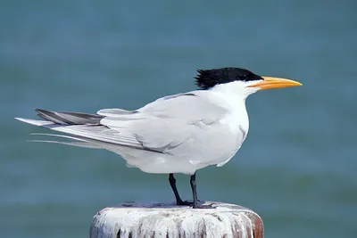 Royal Tern