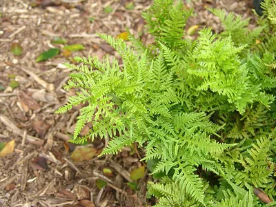 Fern