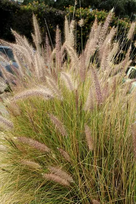 Cenchrus setaceus