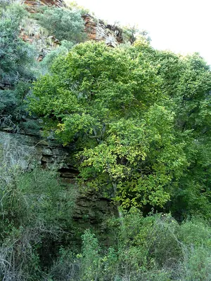 White stinkwood