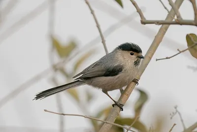Silver-throated Bushtit