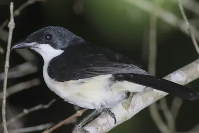 East Coast Boubou