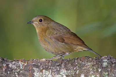 White-tailed Robin