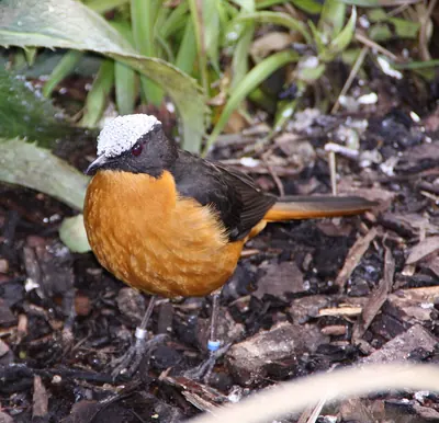 White-crowned Robin-Chat