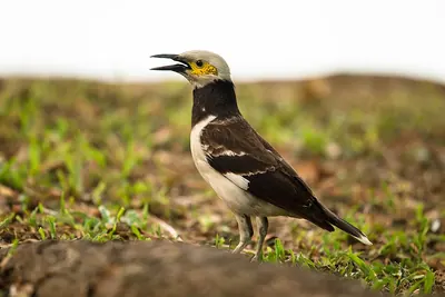 Black-collared Starling