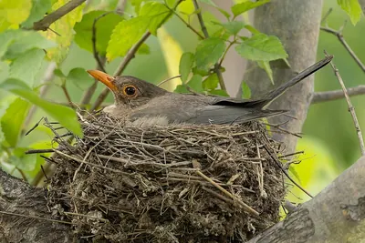Indian Blackbird