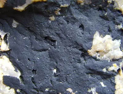 Black tar lichen