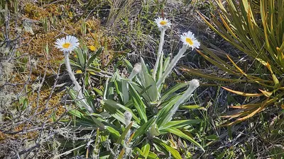 Celmisia spectabilis