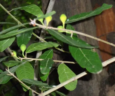 Ficus capreifolia