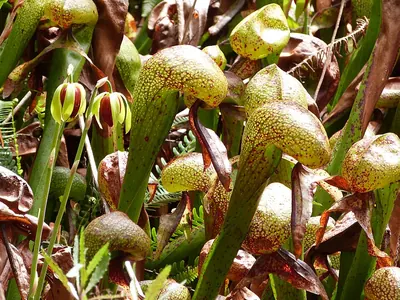 California pitcherplant