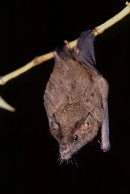 Geoffroy's Tailless Bat