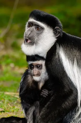 Eastern Black-and-white Colobus