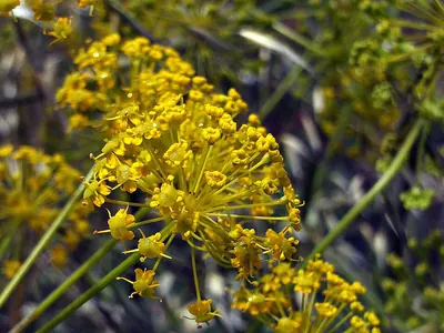 Thapsia villosa