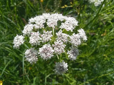 Hemlock Water-dropwort