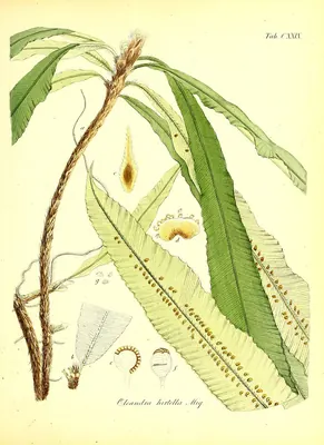 Oleandra neriiformis