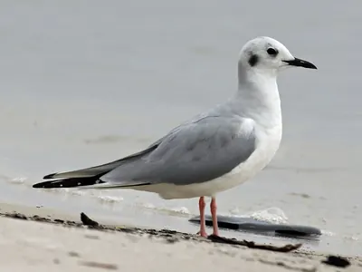 Bonaparte's Gull
