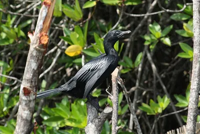 Little Cormorant