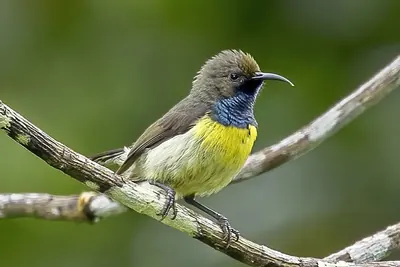Newton's Sunbird