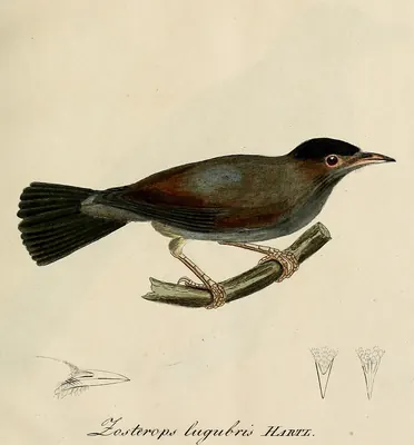 Black-capped Speirops