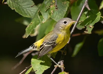 Magnolia Warbler