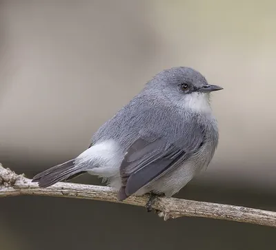 Mauritius Grey White-eye