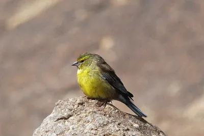 Drakensberg Siskin