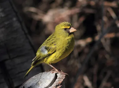 Forest Canary