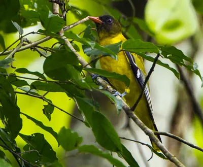 Western Oriole