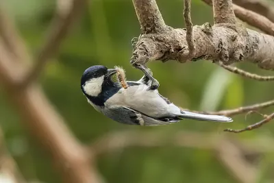 Cinereous Tit