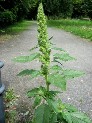 Common Tumble Weed