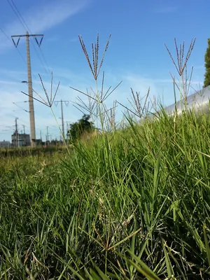 Bermudagrass