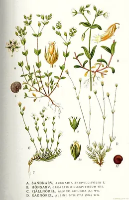 Cerastium holosteoides