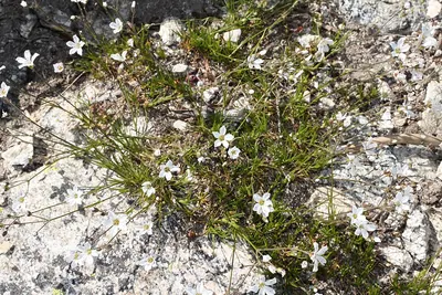 Eremogone capillaris