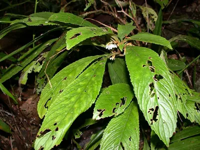 Rhynchotechum discolor