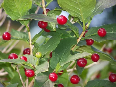 Alpine honeysuckle