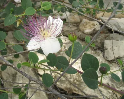 Caper bush