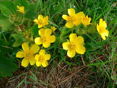 Azores buttercup