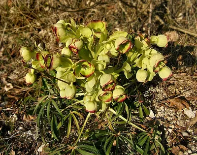 Dungwort