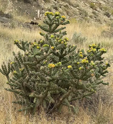 Tree cholla