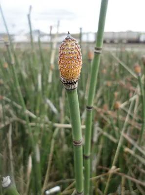 Scouringrush Horsetail