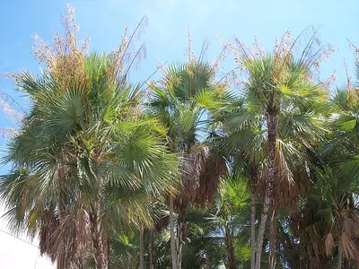 Paurotis palm