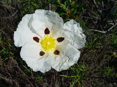 Common gum cistus
