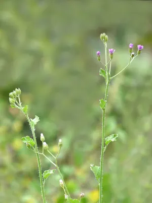 Little ironweed