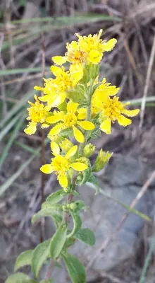 Goldenrod