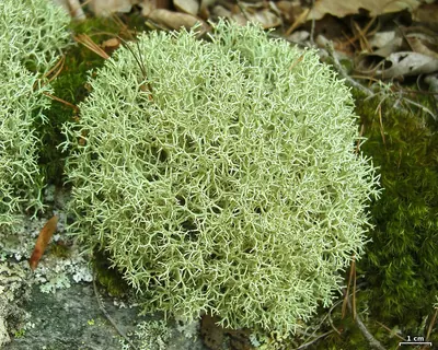Cup lichen