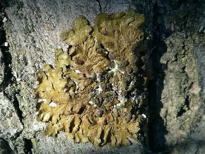Shiny camouflage lichen