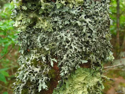 Hypotrachyna lichen