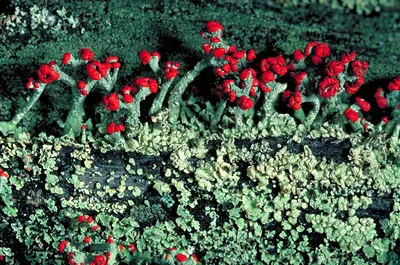 Cup lichen