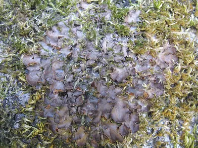 Kidney lichen